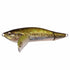 Megabass I-WING TRIPLE FRY GG Largemouth Bass