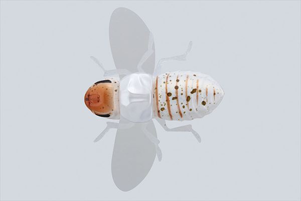 JACKALL Bug Dog White Fall Webworm