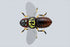 JACKALL Bug Dog Chartback Ghost Cicada