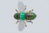 JACKALL Bug Dog Green Canabun