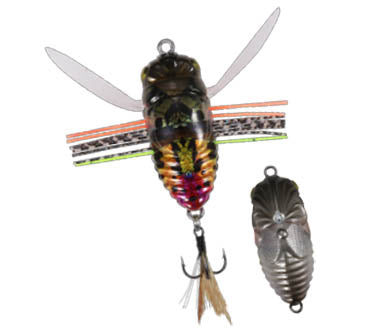 DUO Realis True insects Giant swallowtail moth