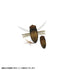 DUO Realis Large True Bug Cicada Shell