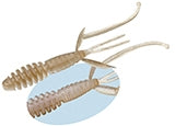 EVERGREEN C-4 Shrimp 2.8 inch #129 Raw Shrimp