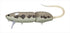 EVERGREEN Bass Lure Combat Rat #650 Djungarian Hamster