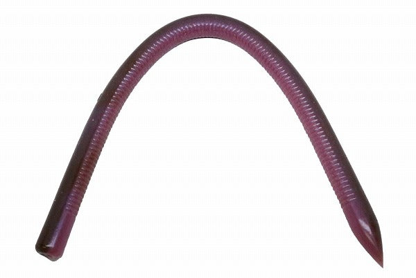 Engine Worm RC Living 10 inch #43 RC Earthworm/Cola