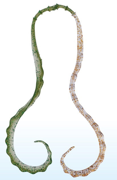 Gamakatsu Tairaba Sakuragen 3D Soft Tie #25 Clear Green/Clear Gold