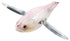 DAIWA Bass Lure Bank Flutter Clear Pink