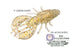 Arcajic Japan BM.Claw 1.3 inch 202.Chamla Clear Holo