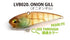 RAID JAPAN Bass Lure Level Vibe Boost 14g Onion Gill