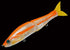 GAN CRAFT Bass Lure Jointed Claw Kai 148 F 05 Kinokuni Orange