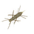 G-CLACK Worm Potato Moth 40 #364 Giant Water Bug