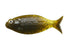 D-Style Worm GILLUULA 3.5 inch Green Pumpkin Pepper