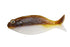 D-Style Worm GILLUULA 3.5 inch Green Pumpkin fish