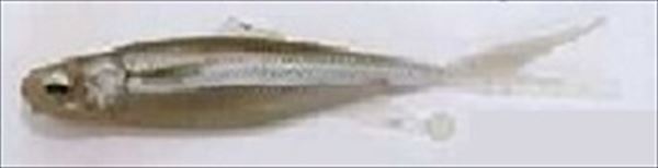 Signal Worm MS4-02 Multi Shad 4 inch 02 Smelt