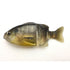 IMAKATSU Javagill 110 3D Realism #S-425 3DR BIWAKO Female Gill