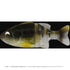 IMAKATSU Javagill 90 Real Color (Eco) S-434 RC Lake Biwa Female Gill