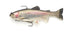 IMAKATSU Worm Lazy Swimmer 3D Realism Eco #S-485 3DR Rainbow Trout