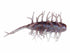 Hide Up Coike Koike Shrimp #157 Natural Brown Blue