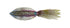 NORIES Power Squid 7 425 CP Clear Bigfin Reef Squid