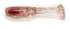 TICT Bomb Shad 1.5 inch C-5 Ami Red Core