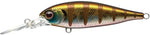 EVERGREEN  Bank Shad MID