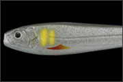 IMAKATSU　Needle Shad